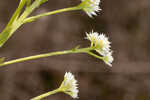 Baldwin's milkwort